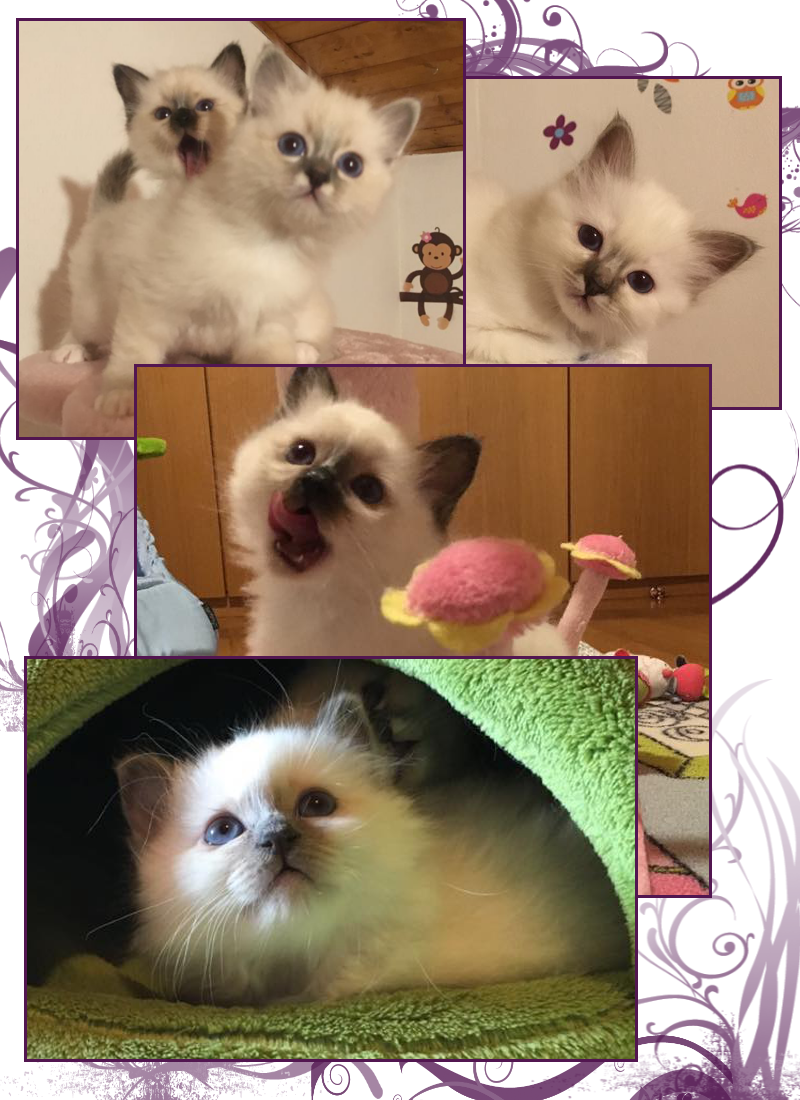cuccioli