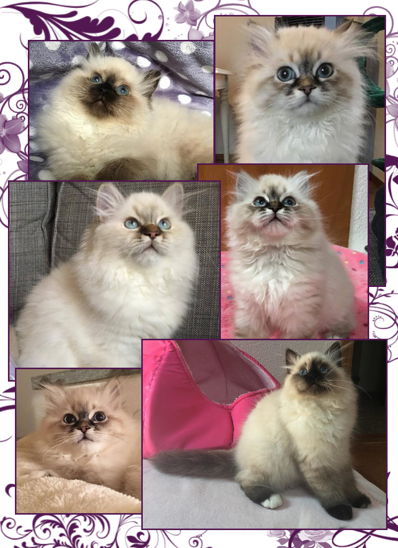 cuccioli